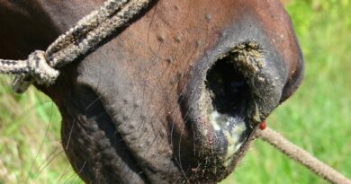 O Mormo é uma doença contagiosa, que acomete cavalos, mulas, jumentos, burros e asnos e é transmissível ao ser humano