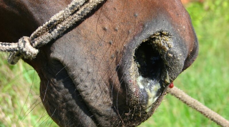 O Mormo é uma doença contagiosa, que acomete cavalos, mulas, jumentos, burros e asnos e é transmissível ao ser humano
