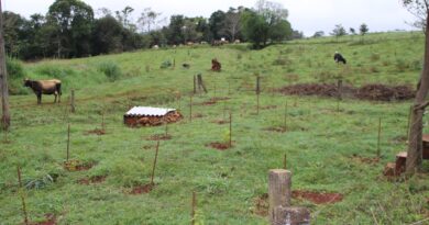 Fonte na Linha Alto Maipu foi limpa, tendo árvores nativas plantadas em seu entorno