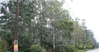 Supressão de árvores exóticas será executada na Avenida Beira Rio