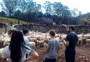 Família Wolf trabalha com ovelhas da raça Texel, destinadas à produção de carne
