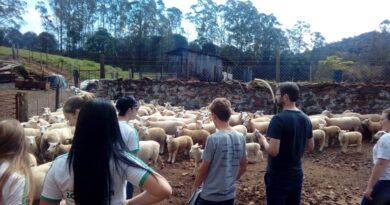 Família Wolf trabalha com ovelhas da raça Texel, destinadas à produção de carne
