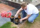 Enfermeira Fabiane Lasch mostra água parada em vaso no cemitério, com larvas de mosquito